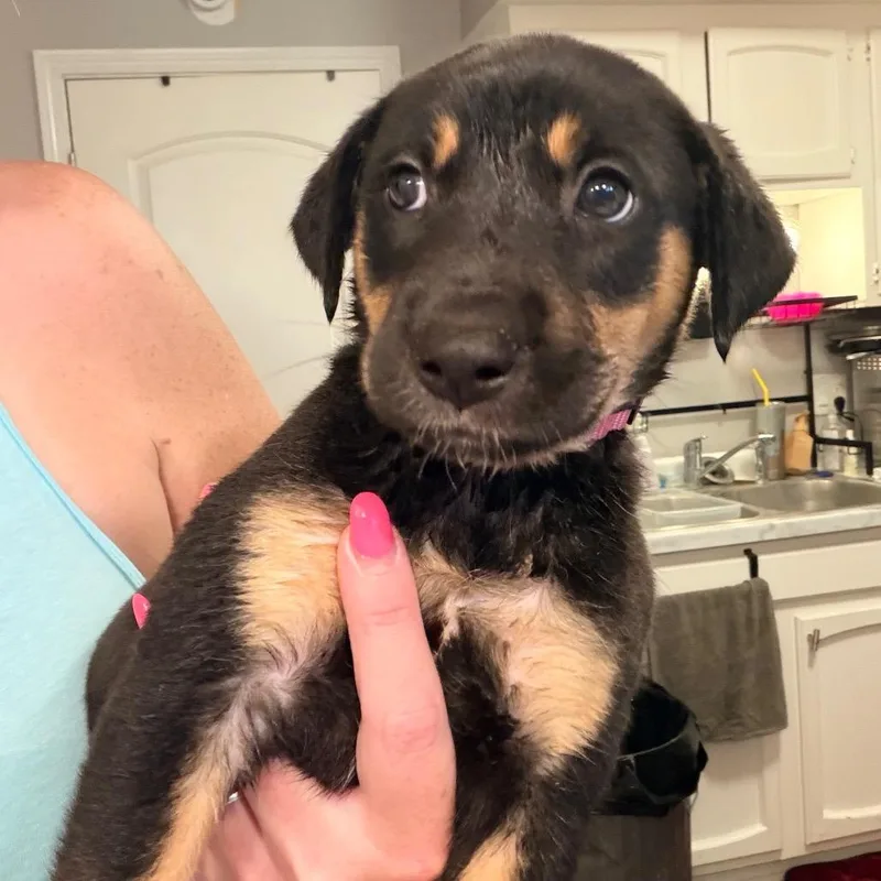 A baby medium-sized female Black German Shepherd Dog dog named Kat for adoption in Saint John, IN