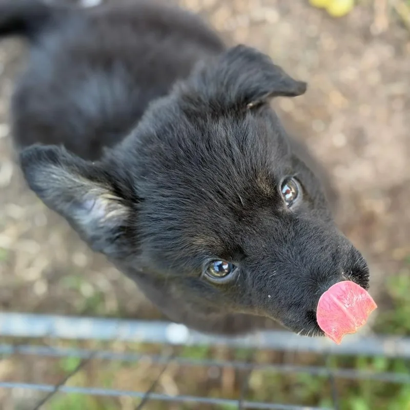 A baby small-sized male Black Mixed Breed dog named Panda for adoption in Bentonville, AR