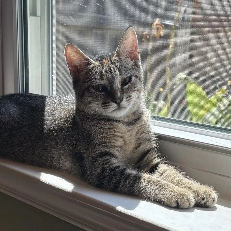 A baby small-sized female Brown / Chocolate Domestic Short Hair cat named Dot for adoption in Leander, TX
