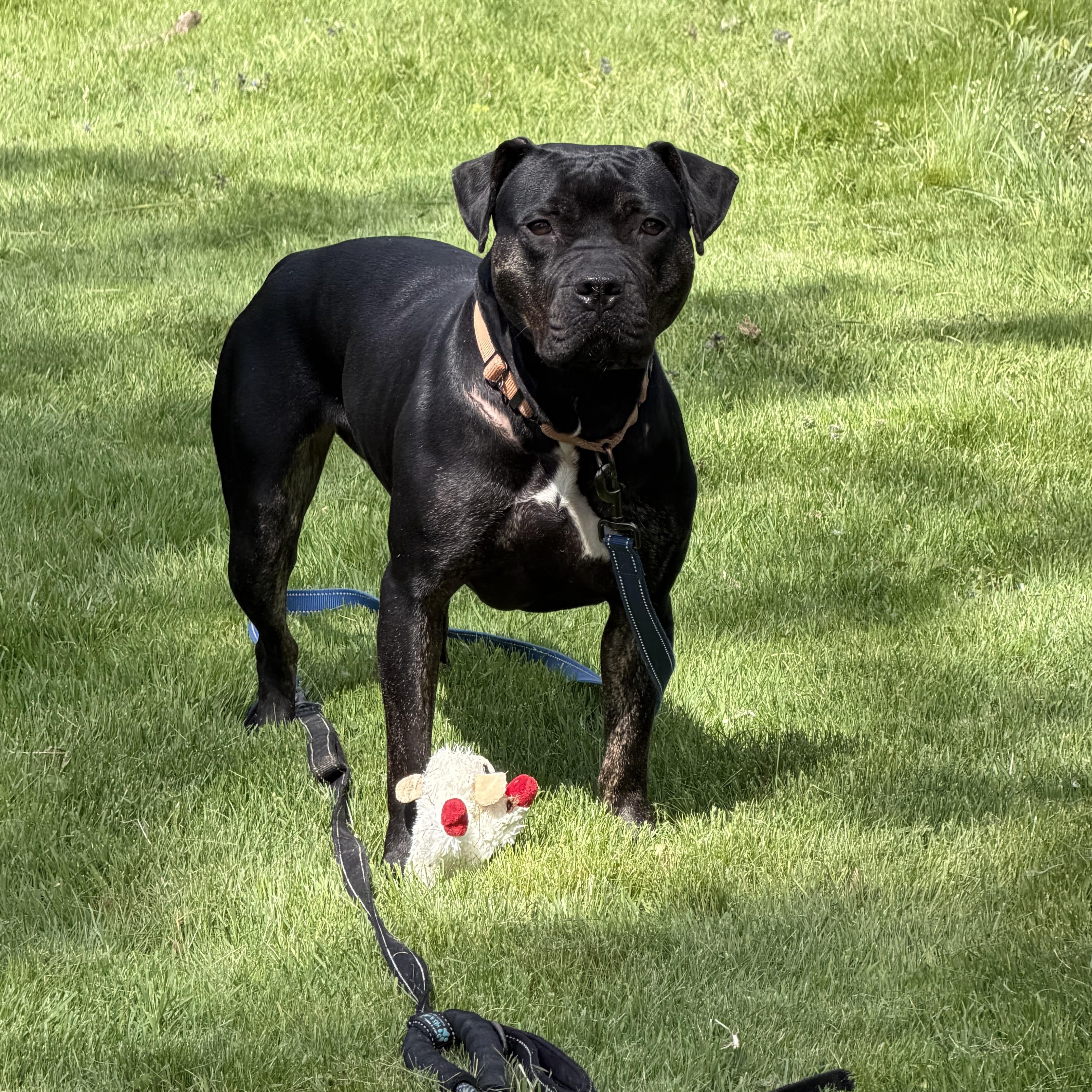 An adult medium-sized female Black Pit Bull Terrier dog named Dottie for adoption in White Oak, PA