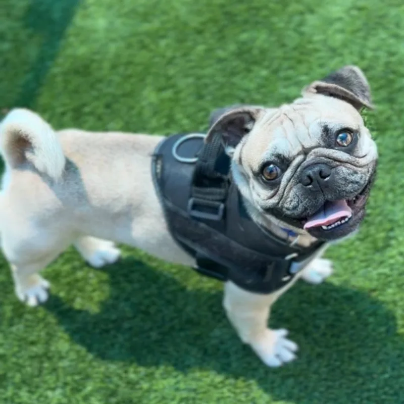 Walter A thumbnail 4