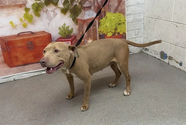 A young medium-sized female Pit Bull Terrier dog named Dayana for adoption in San Bernardino, CA