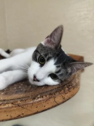 An adult medium-sized female White Tabby cat named Tina for adoption in Parlier, CA