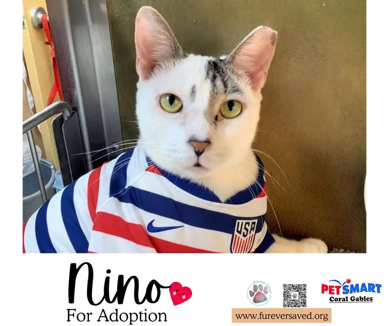 A young medium-sized male White Domestic Short Hair cat named Nino for adoption in Miami, FL