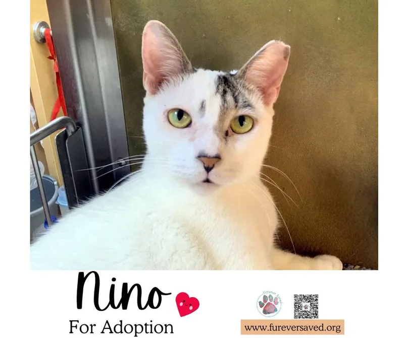 Nino thumbnail 3