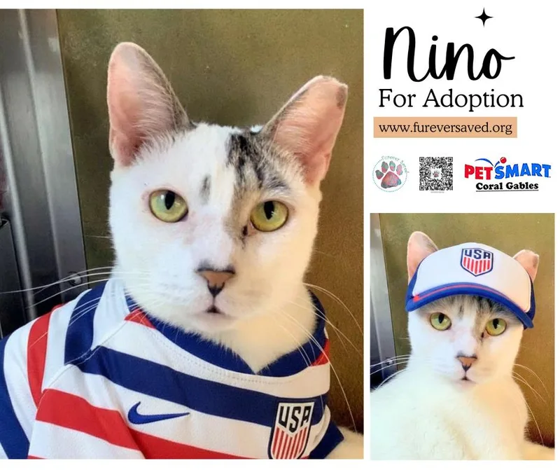 Nino thumbnail 4