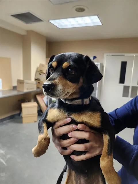 An adult small-sized female Chihuahua dog named Chloe for adoption in San Antonio, TX