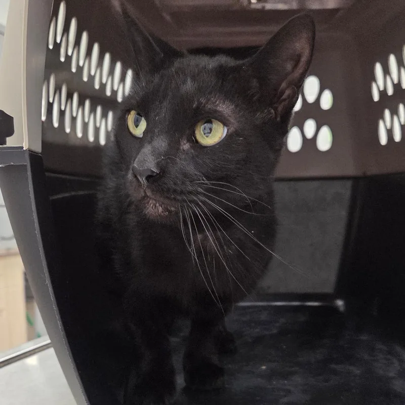 An adult large-sized male Black Domestic Short Hair cat named Howl for adoption in Chattanooga, TN