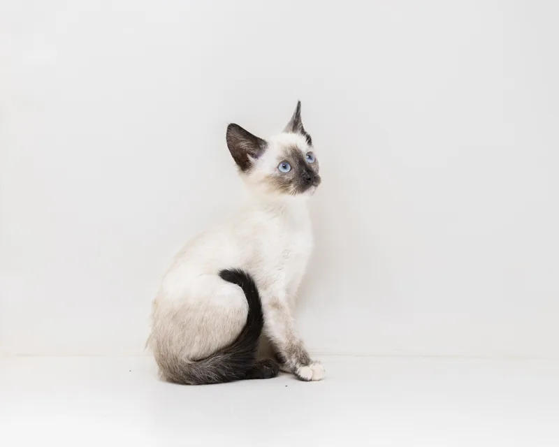Opal