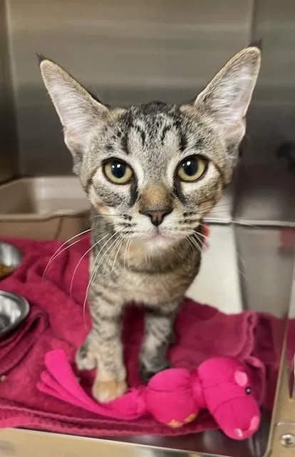 A young medium-sized female Domestic Short Hair cat named Scarlette for adoption in Prudenville, MI