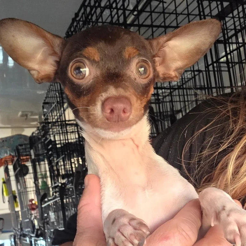 Milo