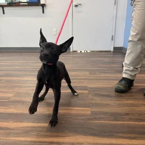 A young small-sized male Black Mixed Breed dog named Widget for adoption in Jeffersonville, IN