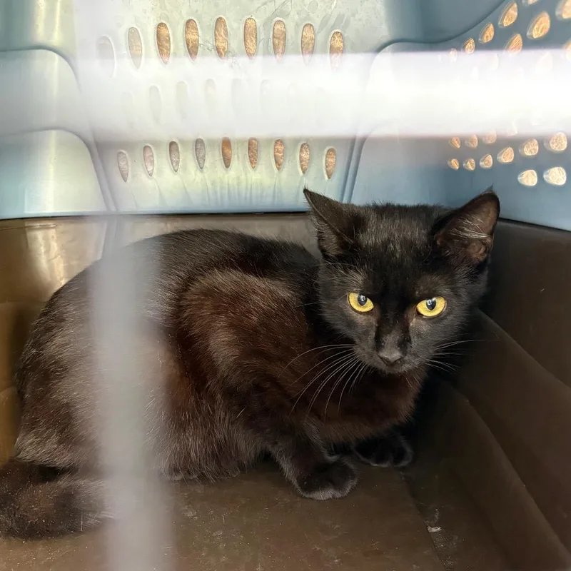 A young medium-sized female Black Domestic Short Hair cat named Reba for adoption in League City, TX