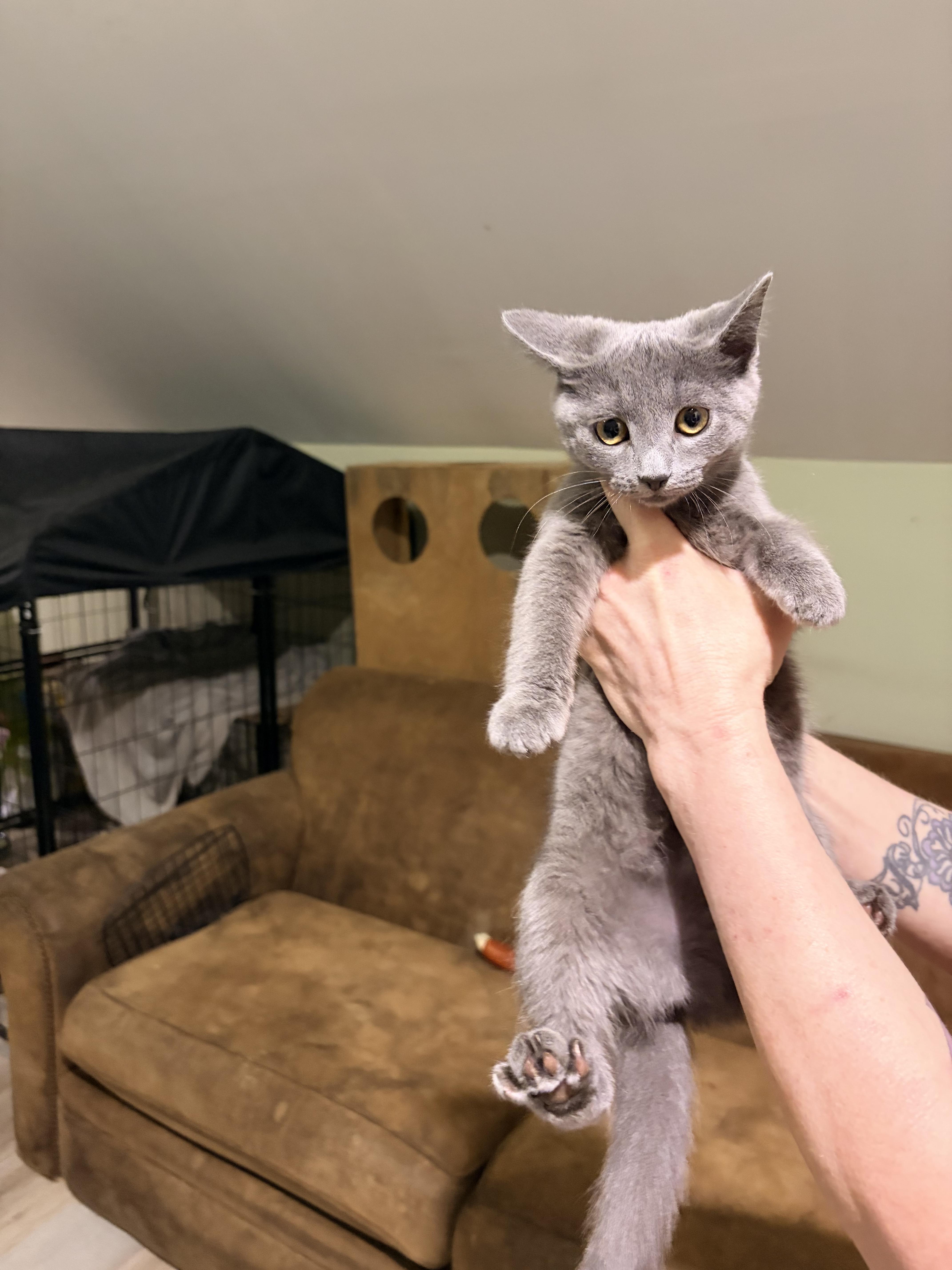 A baby medium-sized female Gray / Blue / Silver Russian Blue cat named Little blue for adoption in Newark valley, NY