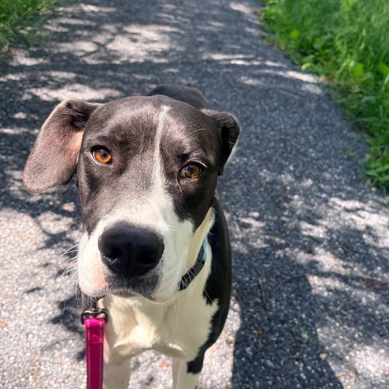 An adult large-sized male Black Great Dane dog named Craig for adoption in Harrisonburg, VA