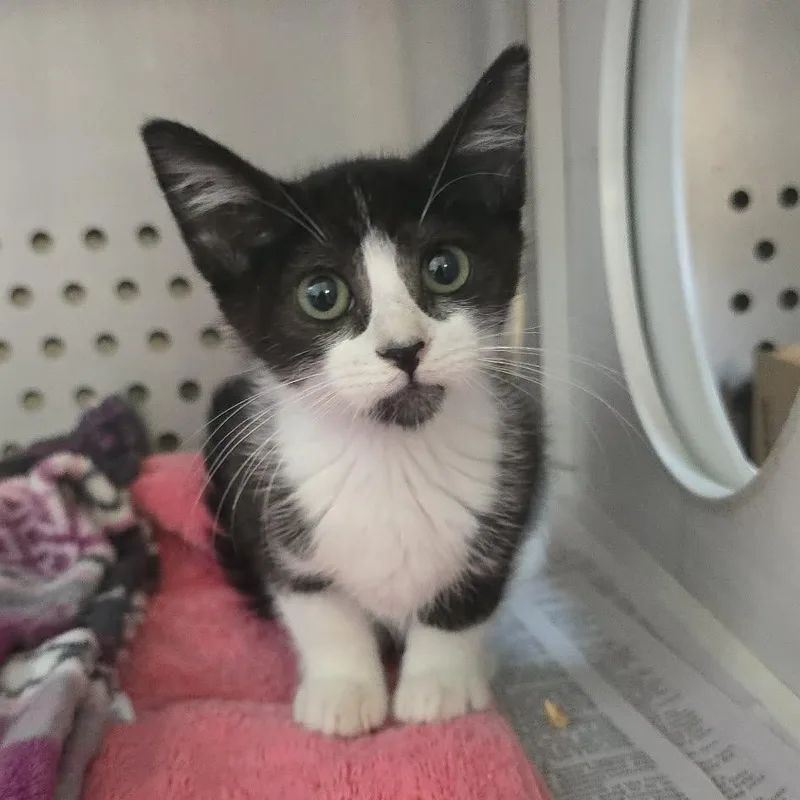 A baby medium-sized female Black & White / Tuxedo Domestic Short Hair cat named Bell for adoption in Orange, VA