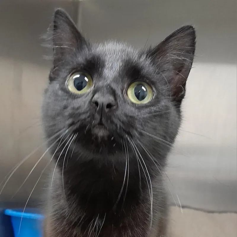 A young medium-sized female Black Domestic Long Hair cat named Baby for adoption in Calverton, NY