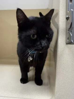 Tator