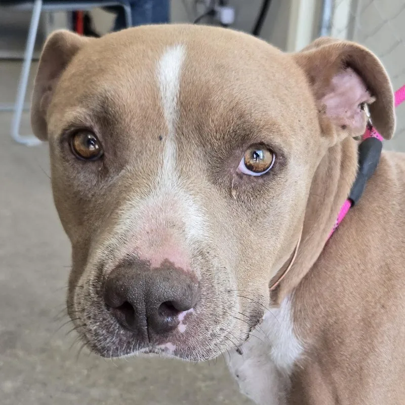 An adult large-sized female Brown / Chocolate Mixed Breed dog named Fidi for adoption in Las Cruces, NM