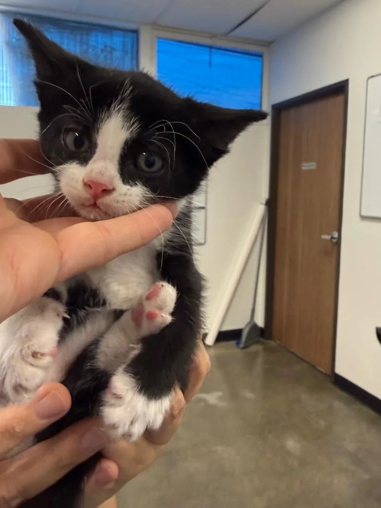 A baby small-sized male Domestic Short Hair cat named Cucumis for adoption in Thousand Oaks, CA