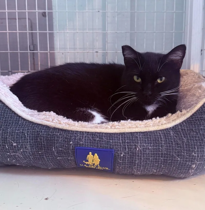 An adult medium-sized female Domestic Short Hair cat named Velma for adoption in Kingsland, GA