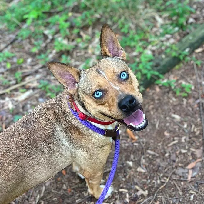 Persephone thumbnail 4