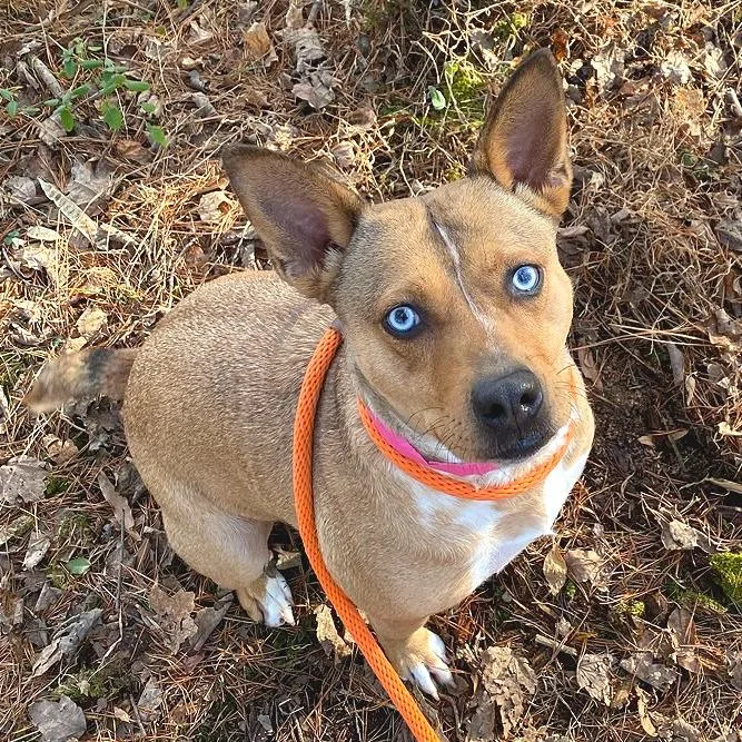 Persephone thumbnail 5