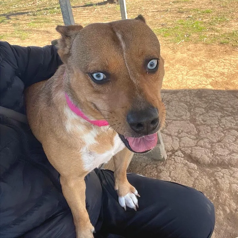 Persephone thumbnail 6