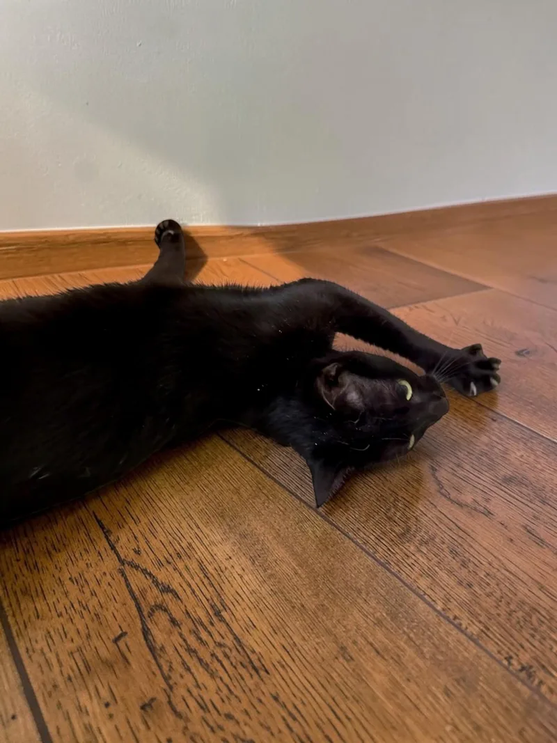 A baby medium-sized male Black Domestic Short Hair cat named Snickerdoodle for adoption in Austin, TX