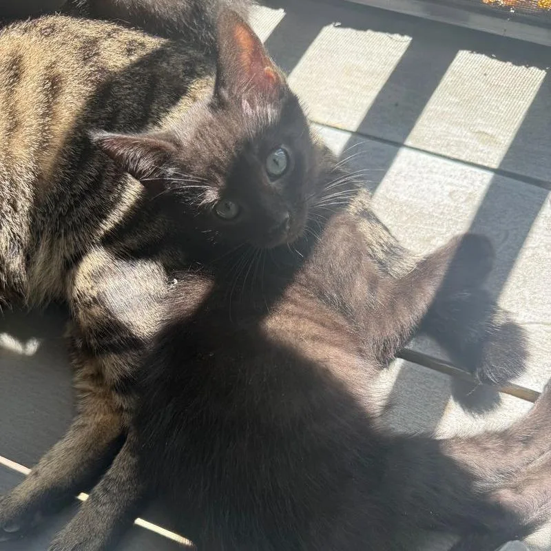 A baby small-sized male Domestic Short Hair cat named Thumper for adoption in Cumming, GA