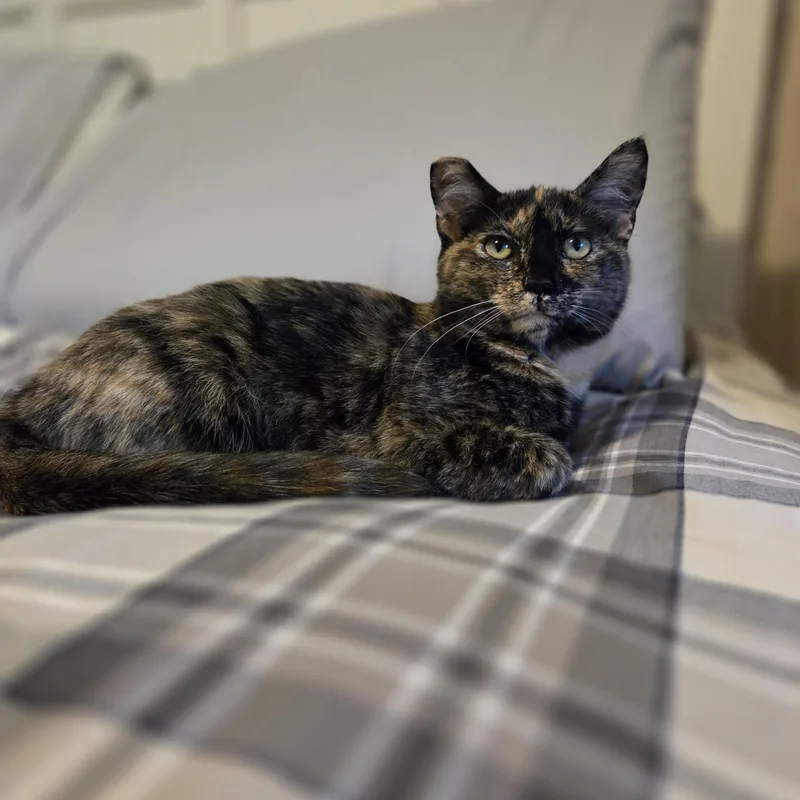 A young small-sized female Tortoiseshell cat named Cleo for adoption in Des Moines , WA