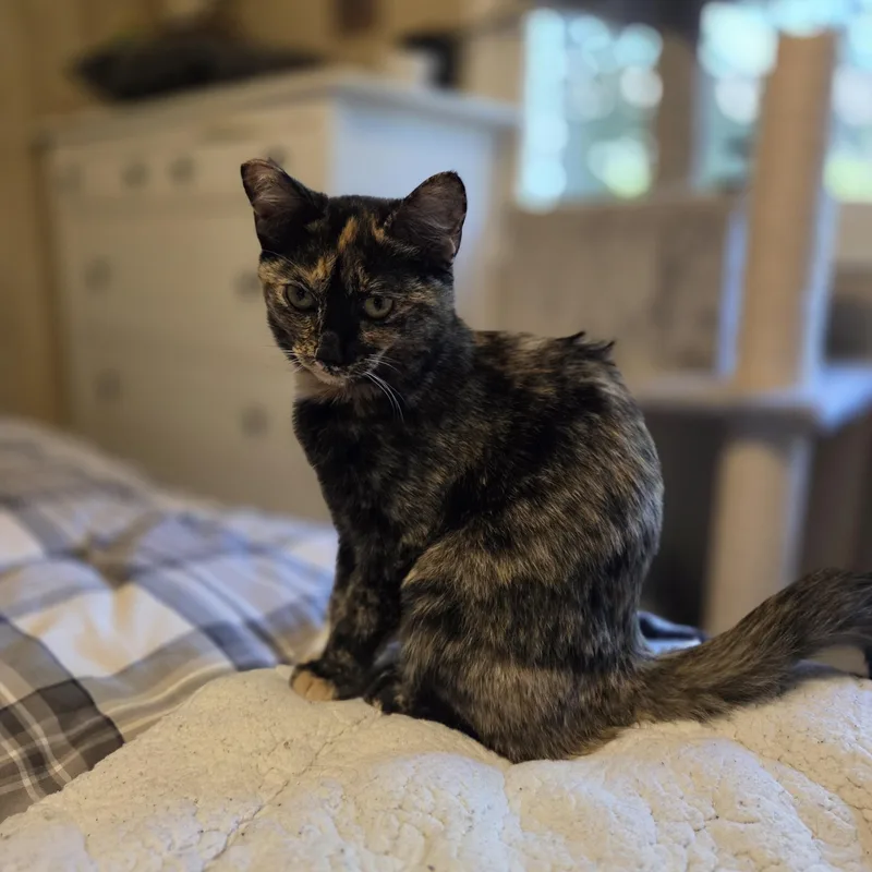 Cleo thumbnail 2