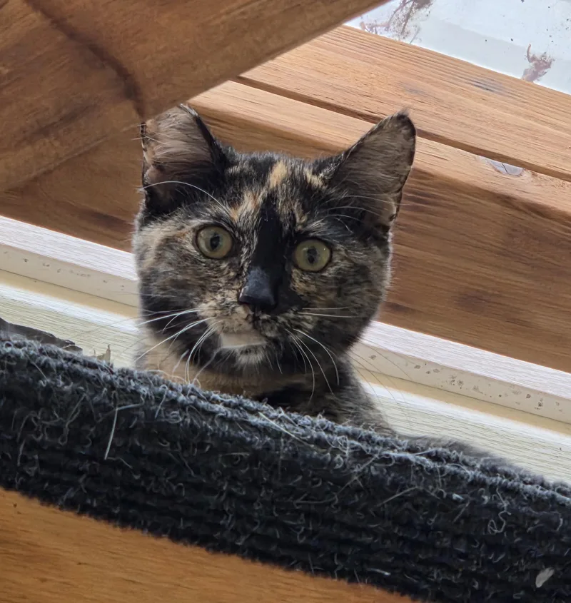 Cleo thumbnail 3