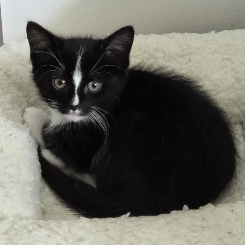 A baby small-sized male Black Domestic Short Hair cat named Pepe for adoption in Hamburg, NY