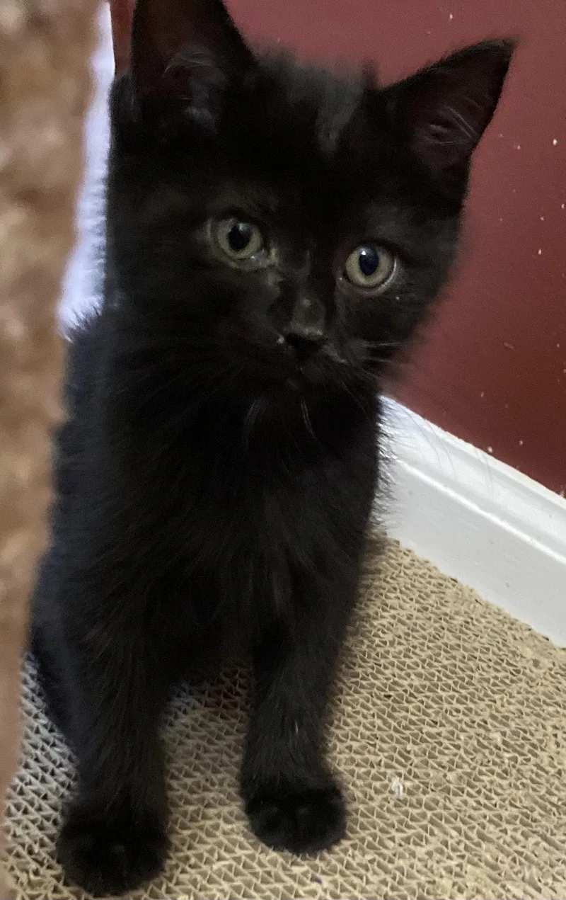 Pom Pom  Willow
