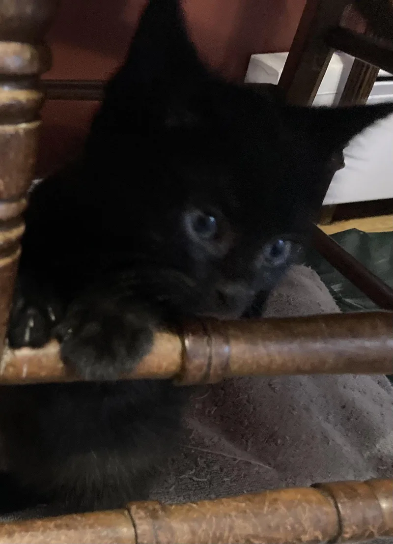 Pom Pom  Willow thumbnail 3