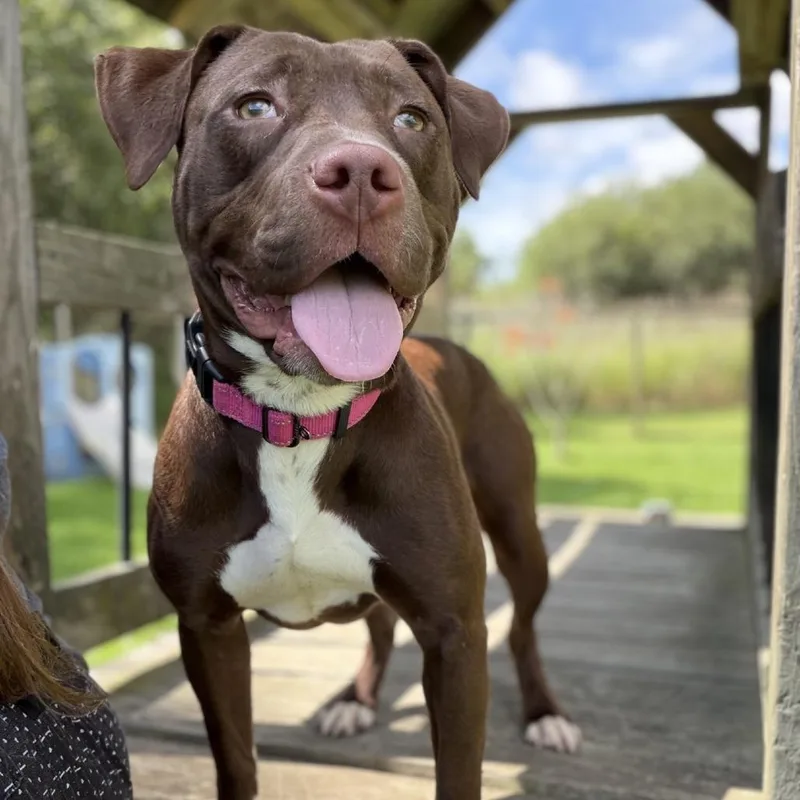 A young medium-sized female Brown / Chocolate Mixed Breed dog named Ellie for adoption in Ashtabula, OH