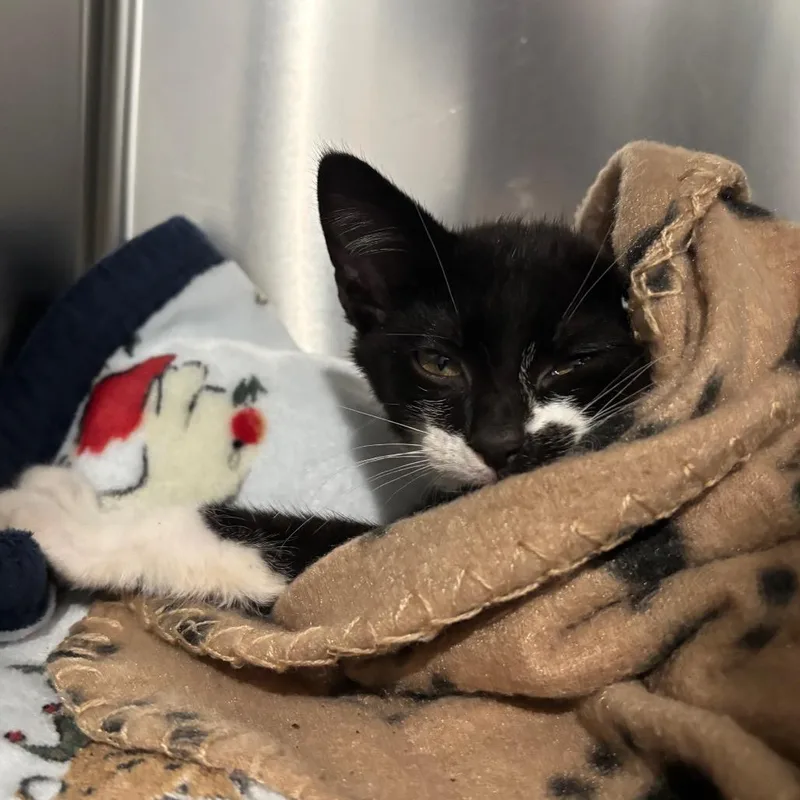 A baby small-sized male Domestic Short Hair cat named Secret Agent for adoption in Fairmont, WV