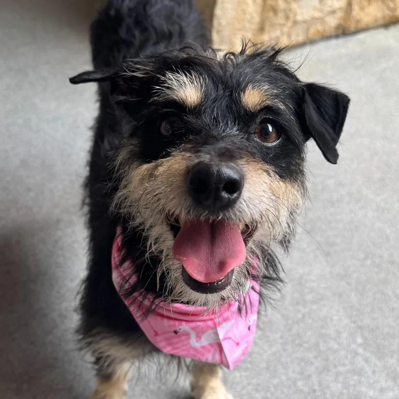 An adult small-sized female Black Terrier dog named Nova for adoption in Brooklyn, NY