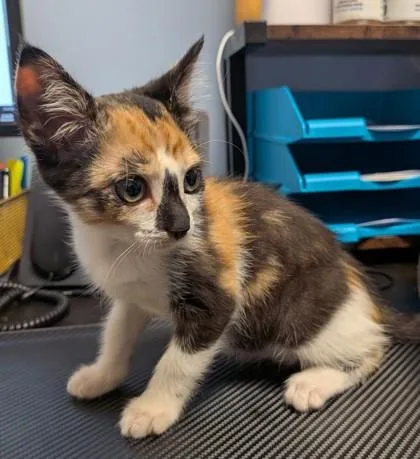A baby small-sized female Domestic Short Hair cat named Maris for adoption in Chamblee, GA