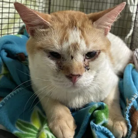 An adult large-sized male Domestic Short Hair cat named Percival for adoption in Pensacola, FL