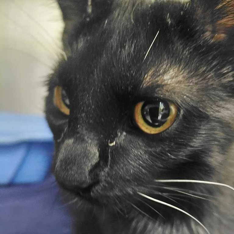 A young medium-sized female Domestic Medium Hair cat named Dobi for adoption in Perkiomenville, PA