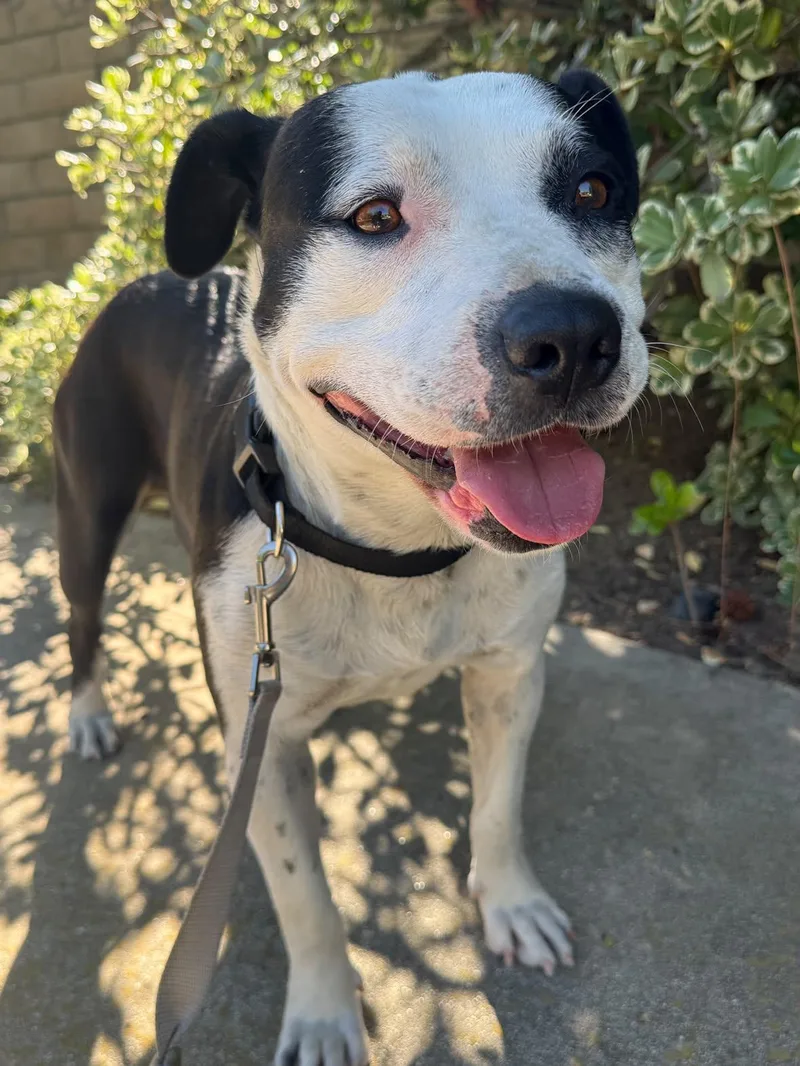 A young medium-sized female Harlequin American Staffordshire Terrier dog named April for adoption in Claremont, CA