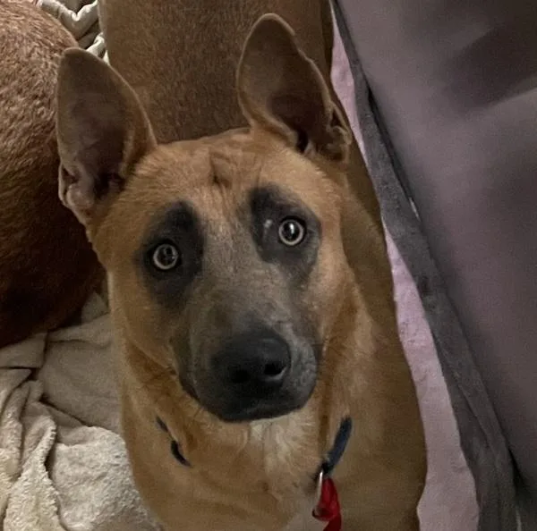 A young medium-sized female German Shepherd Dog dog named Lola for adoption in El Cajon, CA