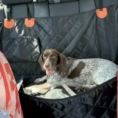 A young small-sized female German Shorthaired Pointer dog named Petunia for adoption in Unionville, CT