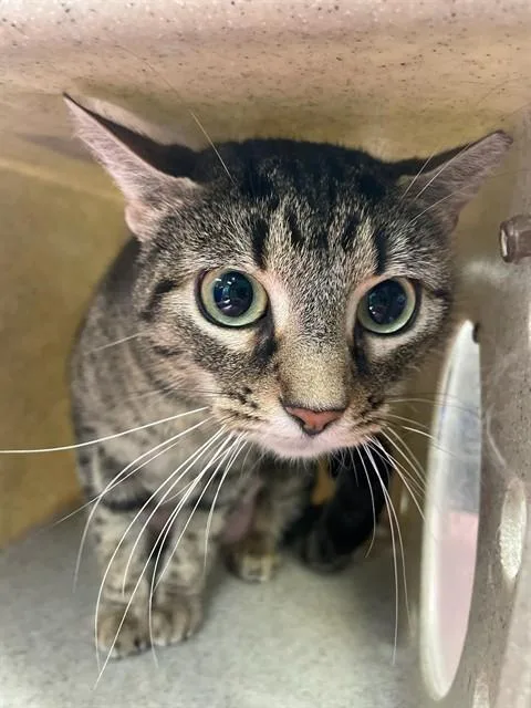 A young medium-sized female Domestic Short Hair cat named Willow for adoption in Louisville, KY