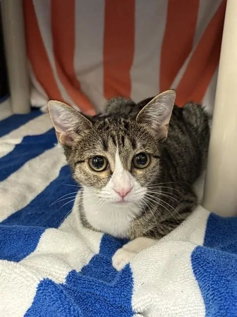 Leia