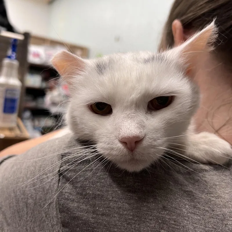 An adult small-sized female White Domestic Short Hair cat named Queso Blanca for adoption in Las Vegas, NV