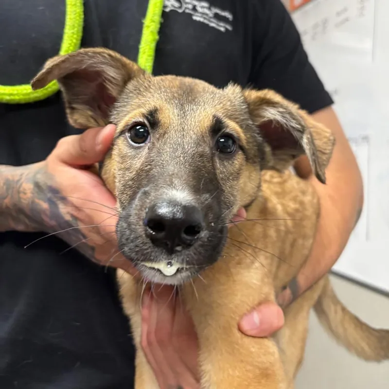 A young small-sized female Apricot / Beige Shepherd dog named America for adoption in Yuma, AZ