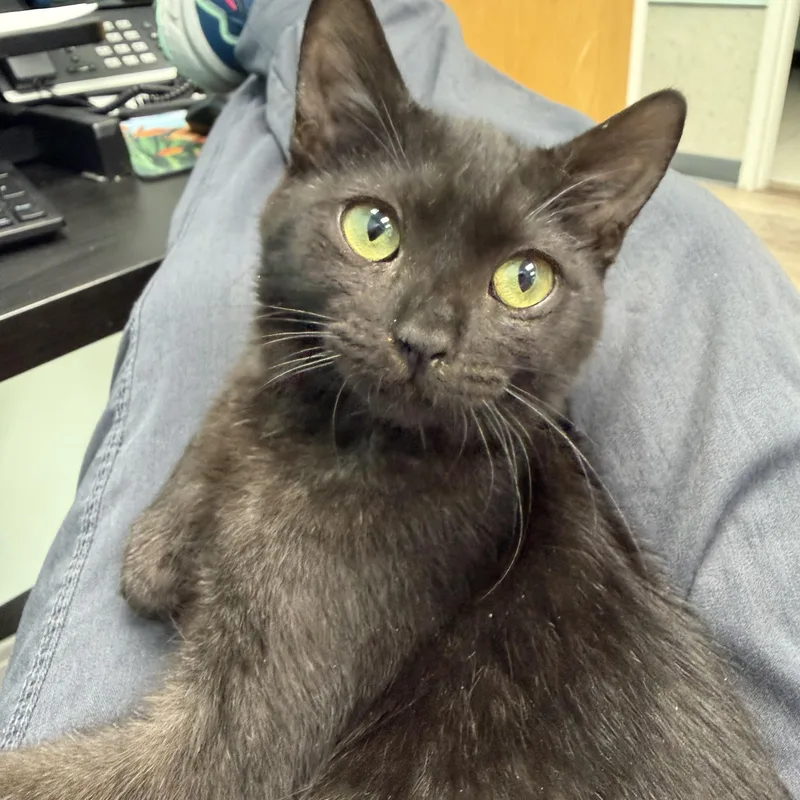 A baby medium-sized female Black Domestic Short Hair cat named Elvira for adoption in Jacksonville, FL